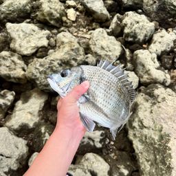 ミナミクロダイ