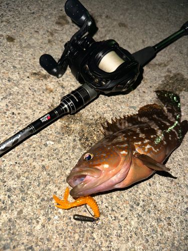 キジハタの釣果