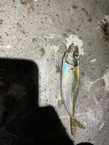 マアジの釣果