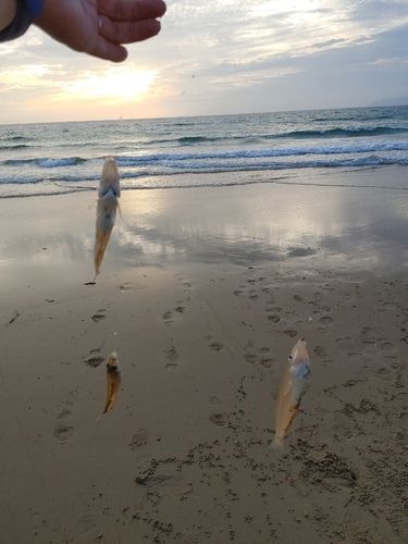 キスの釣果