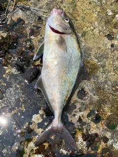 ショゴの釣果