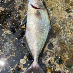 ヒレナガカンパチ