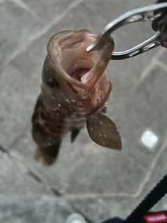 キジハタの釣果