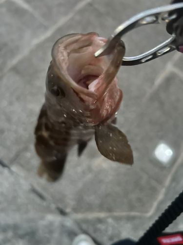 キジハタの釣果