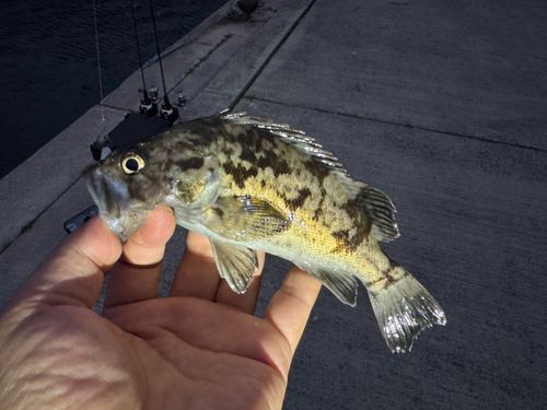 クロソイの釣果