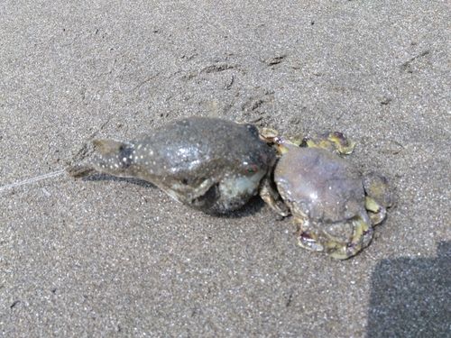 フグの釣果