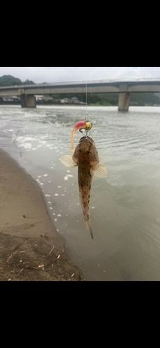 マハゼの釣果