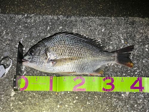 キビレの釣果
