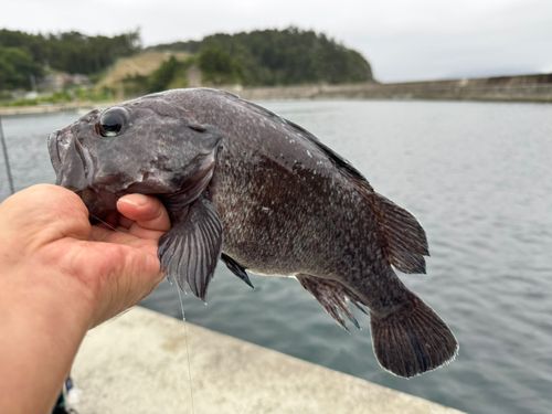 マゾイの釣果