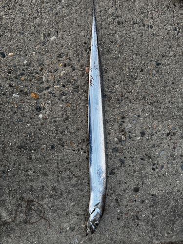 タチウオの釣果