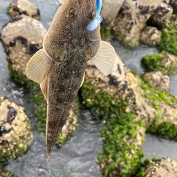 マゴチ