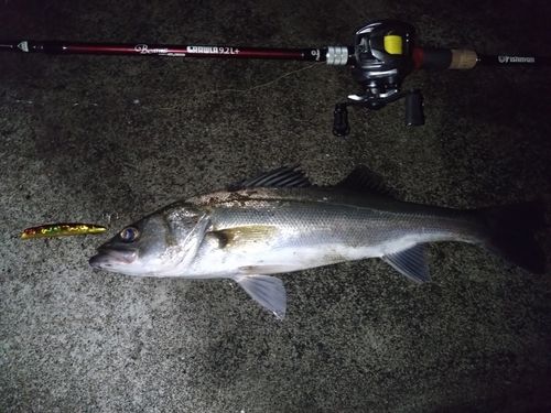 シーバスの釣果