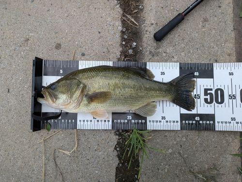 ブラックバスの釣果