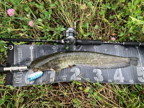 ナマズの釣果