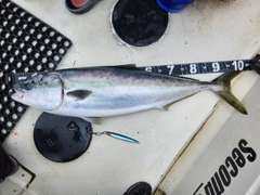 ブリの釣果