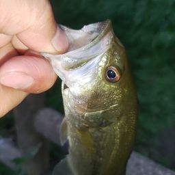ブラックバス