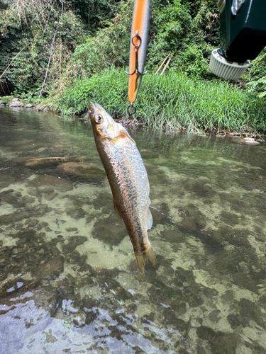 アマゴの釣果