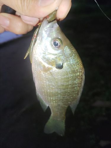 ブルーギルの釣果