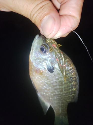 ブルーギルの釣果