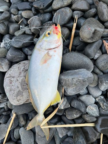 ショゴの釣果
