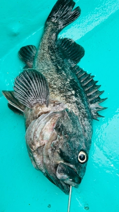 クロソイの釣果