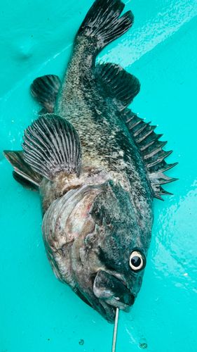 クロソイの釣果