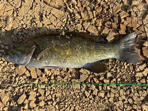 スモールマウスバスの釣果
