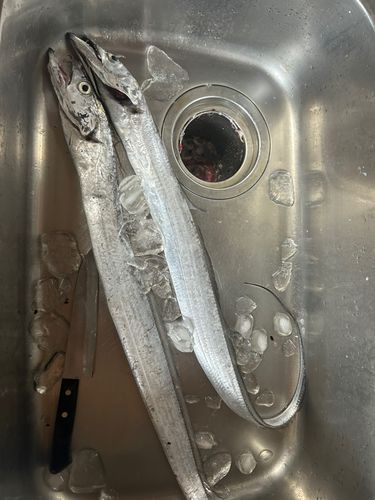 タチウオの釣果