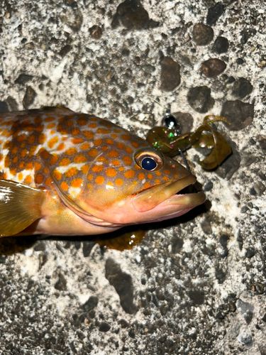 キジハタの釣果