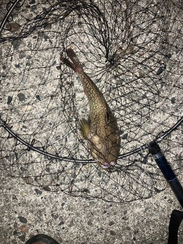 ミシマオコゼの釣果