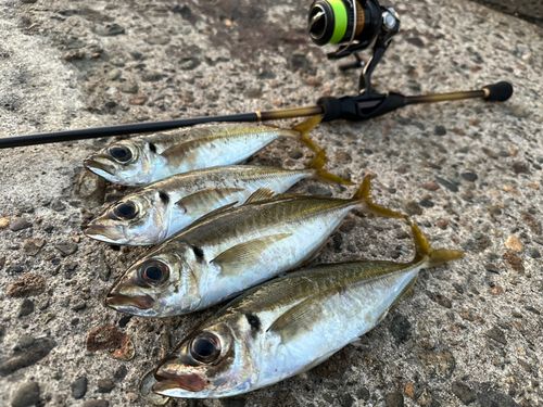 アジの釣果