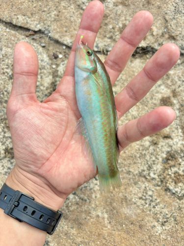 ホンベラの釣果