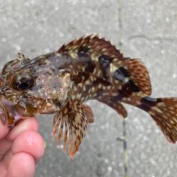 カサゴ