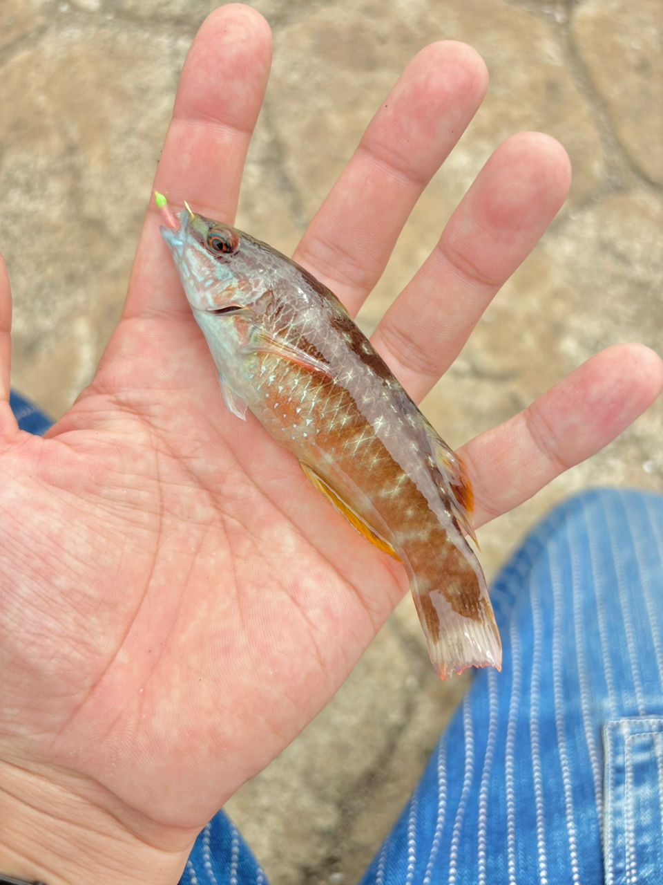 ホシササノハベラ