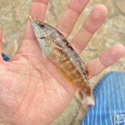 ホシササノハベラ