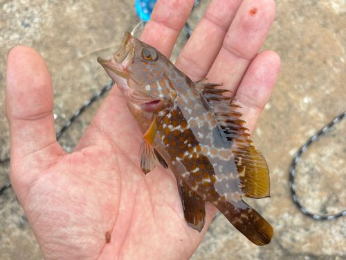 キジハタの釣果