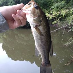 ラージマウスバス