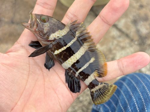 アオハタの釣果