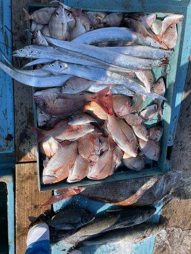 タチウオの釣果