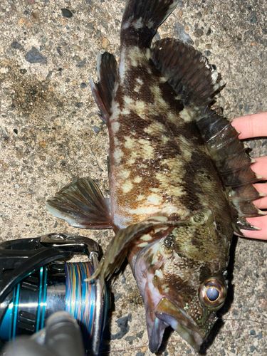 ガシラの釣果