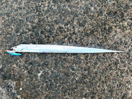タチウオの釣果