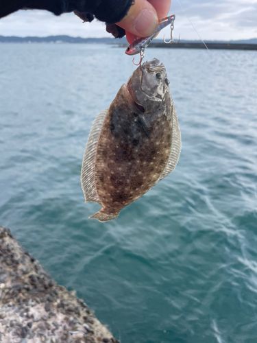 ソゲの釣果