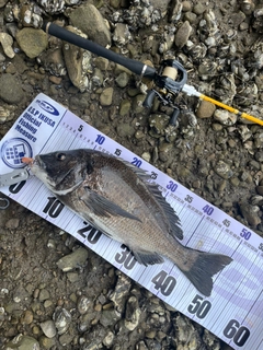 クロダイの釣果
