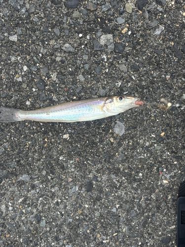 キスの釣果