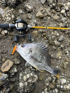 キビレの釣果