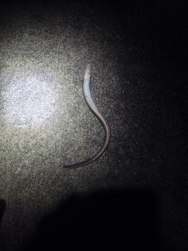 マアナゴの釣果