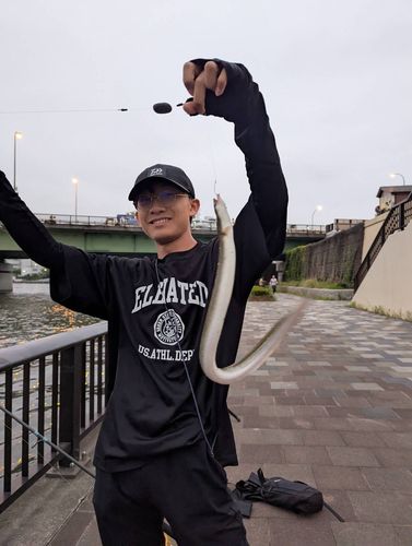ニホンウナギの釣果