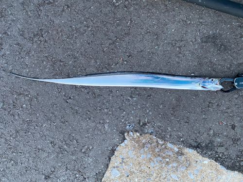 タチウオの釣果