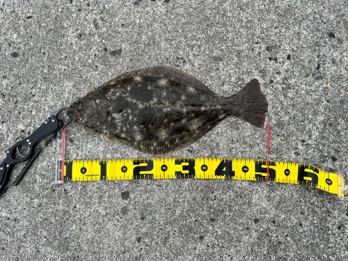 ヒラメの釣果