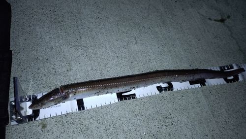 アナゴの釣果